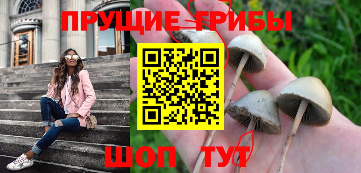 Псилоцибиновые грибы Cubensis Уфа
